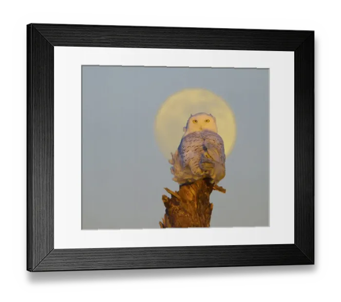 Framed Print : USA, Washington state. A Snowy Owl (Bubo scandiacus) sits on a perch at sunset, with Framed Print : USA, Washington state. A Snowy Owl (Bubo scandiacus) sits on a perch at sunset, with