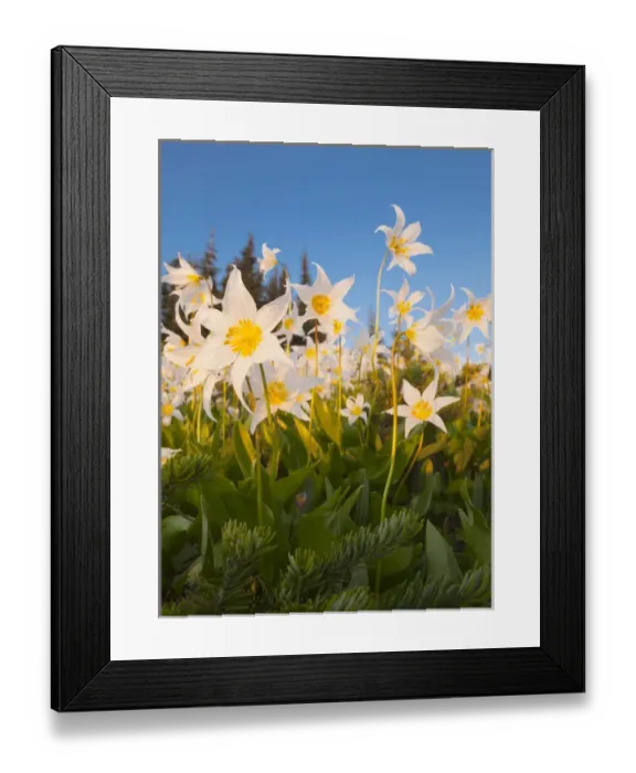 Framed Print : USA, Washington State, Olympic National Park Framed Print : USA, Washington State, Olympic National Park