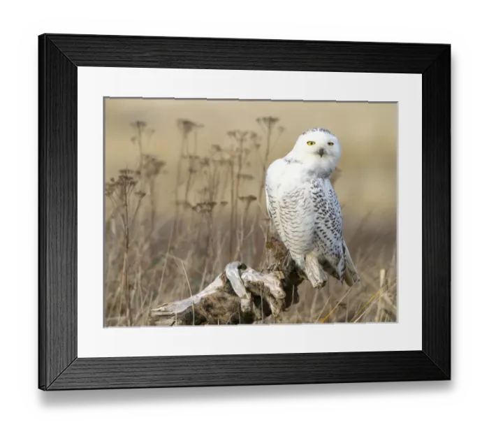 Framed Print : USA, Washington state. A Snowy Owl (Bubo scandiacus) sits on a perch, actively searching Framed Print : USA, Washington state. A Snowy Owl (Bubo scandiacus) sits on a perch, actively searching