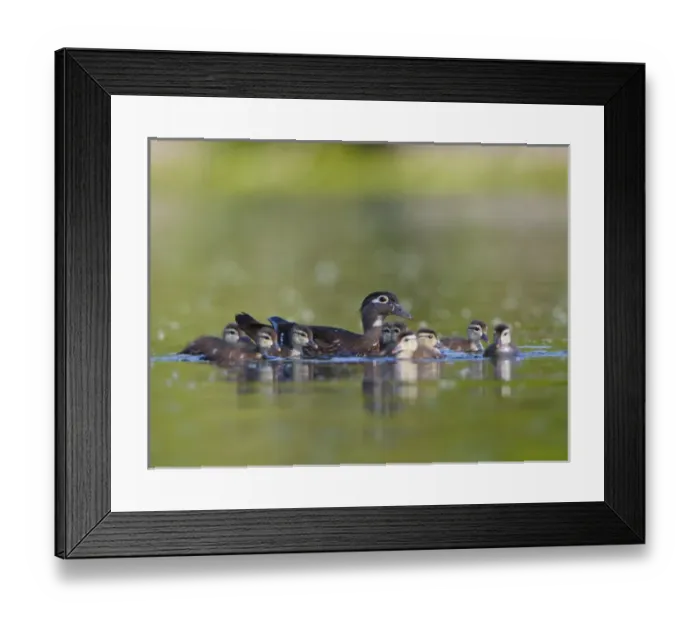 Framed Print : USA, Washington State. A female Wood Duck (Aix sponsa) is surrounded by her young Framed Print : USA, Washington State. A female Wood Duck (Aix sponsa) is surrounded by her young