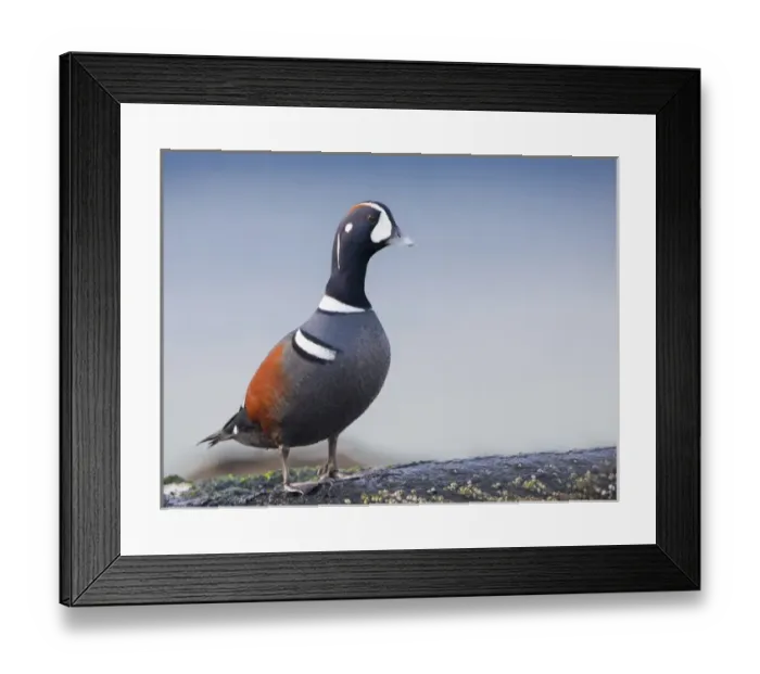 Framed Print : USA, Washington State. Male Harliquin Duck (Histrionicus histrionicus) roosts on an oceanside
