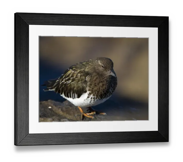 Framed Print : USA, Washington State. A Black Turnstone (Arenaria melanocephala) rests on a rock Framed Print : USA, Washington State. A Black Turnstone (Arenaria melanocephala) rests on a rock