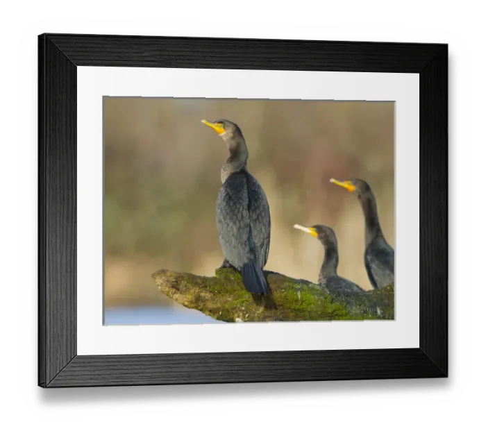 Framed Print : USA, Wahsington State. Double-crested Cormorants (Phalacrocorax auritus) roost Framed Print : USA, Wahsington State. Double-crested Cormorants (Phalacrocorax auritus) roost