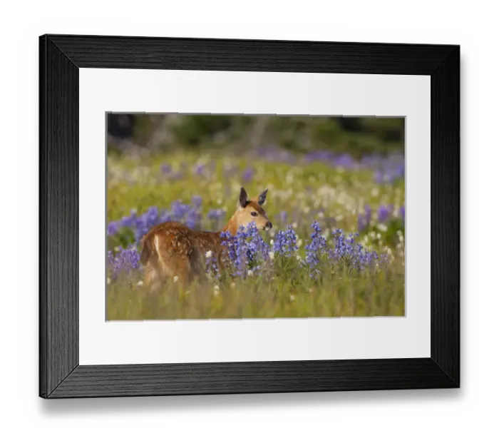 Framed Print : USA, WA, Olympic National Park. Black-tail fawn (Odocoileus hemionus columbianus) Framed Print : USA, WA, Olympic National Park. Black-tail fawn (Odocoileus hemionus columbianus)