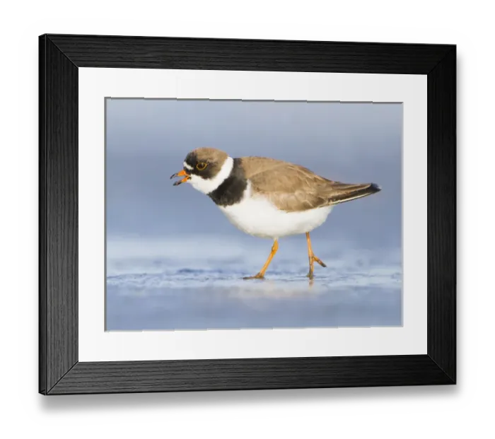 Framed Print : USA, Washington State. A Semipalmated Plover (Charadrius semipalmatus) on a Pacific Framed Print : USA, Washington State. A Semipalmated Plover (Charadrius semipalmatus) on a Pacific