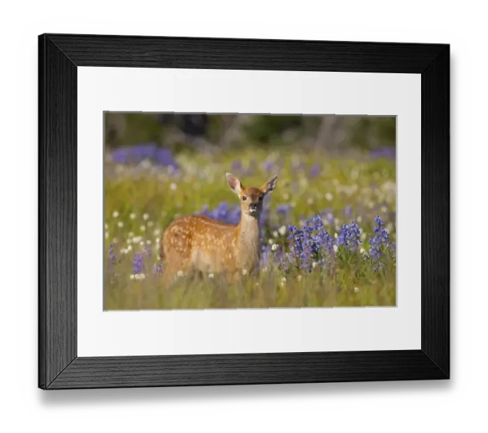 Framed Print : USA, WA, Olympic National Park. Black-tail fawn (Odocoileus hemionus columbianus)