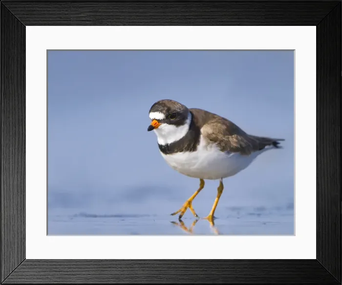 Framed Print : USA, Washington State. A Semipalmated Plover (Charadrius semipalmatus) on a Pacific Framed Print : USA, Washington State. A Semipalmated Plover (Charadrius semipalmatus) on a Pacific