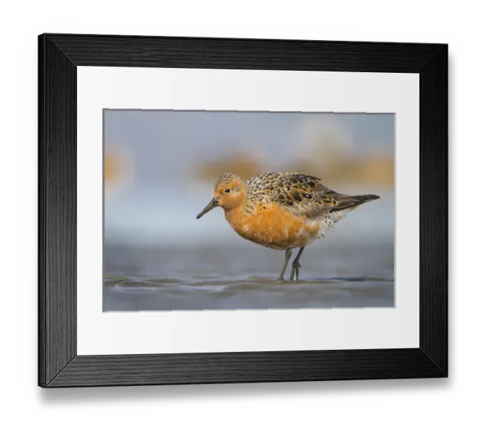 Framed Print : USA, Washington State. A Red Knot (Calidris canutus) in breeding plumage in spring Framed Print : USA, Washington State. A Red Knot (Calidris canutus) in breeding plumage in spring