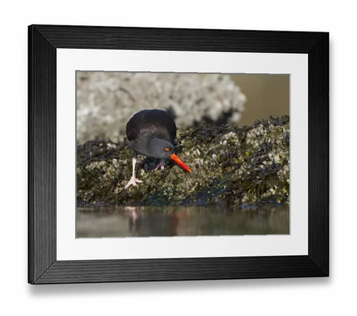 Framed Print : USA. Black Oystercatcher (Haematopus moquini) prys a barnacle from an intertidal