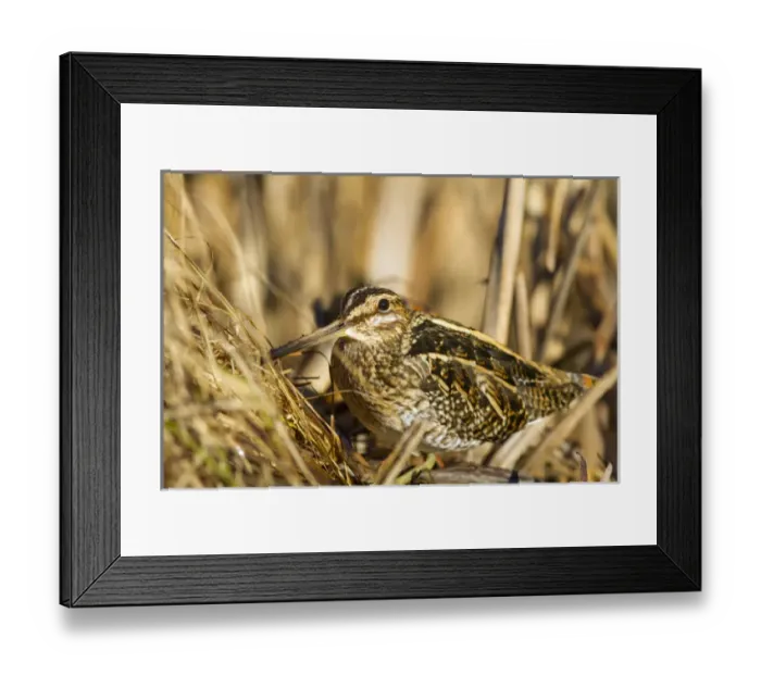 Framed Print : USA. A Common Snipe (Gallinago gallinago) sits camoflaged against some dried vegetation Framed Print : USA. A Common Snipe (Gallinago gallinago) sits camoflaged against some dried vegetation