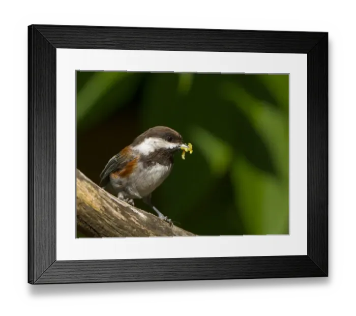 Framed Print : USA, Washington State. A Chestnut-backed Chickadee (Poecile rufescens) perches Framed Print : USA, Washington State. A Chestnut-backed Chickadee (Poecile rufescens) perches