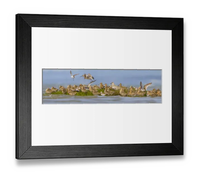 Framed Print : USA, Washington State. A panorama assemblage of shorebirds at Bottle Beach on Grey s