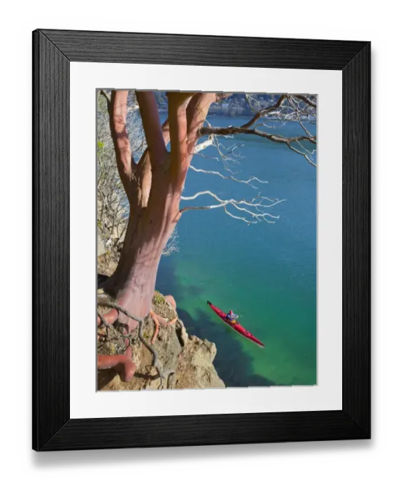 Framed Print : USA, Washington State. Male sea kayaker paddling beneath Madrona tree (Arbutus menziesii)