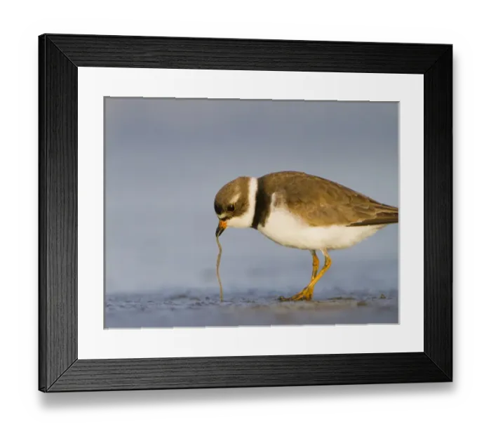 Framed Print : USA, Washington State. A Semipalmated Plover (Charadrius semipalmatus) pulls a worm Framed Print : USA, Washington State. A Semipalmated Plover (Charadrius semipalmatus) pulls a worm