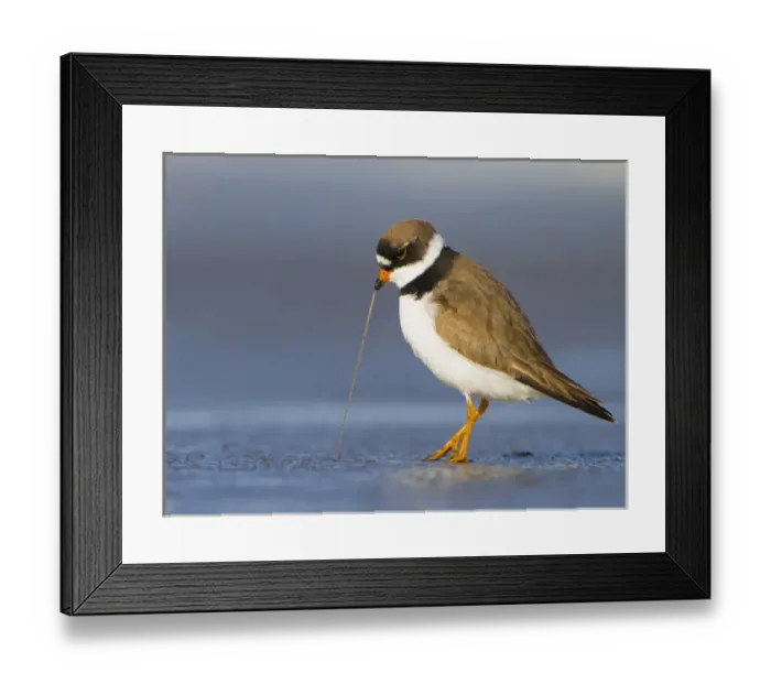 Framed Print : USA, Washington State. A Semipalmated Plover (Charadrius semipalmatus) pulls a worm Framed Print : USA, Washington State. A Semipalmated Plover (Charadrius semipalmatus) pulls a worm