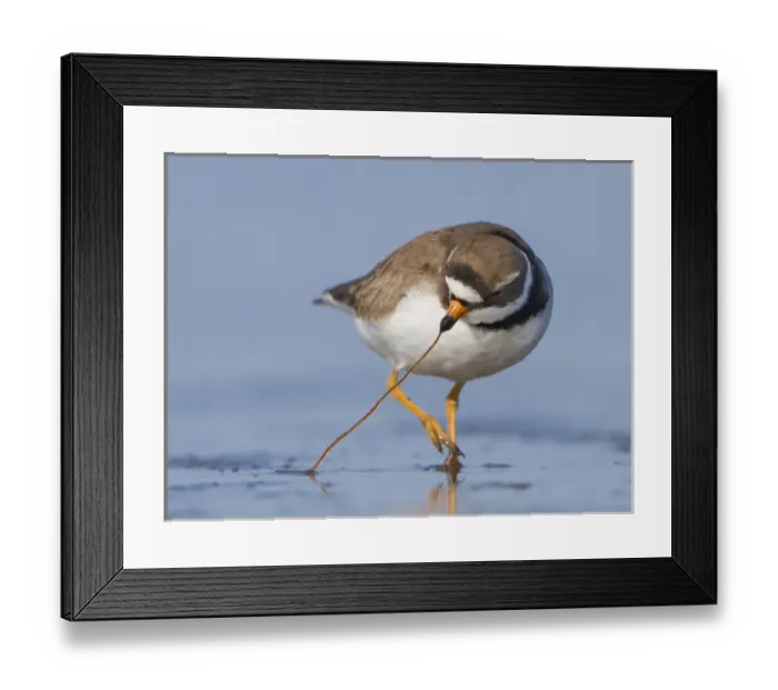 Framed Print : USA, Washington State. A Semipalmated Plover (Charadrius semipalmatus) pulls a worm Framed Print : USA, Washington State. A Semipalmated Plover (Charadrius semipalmatus) pulls a worm