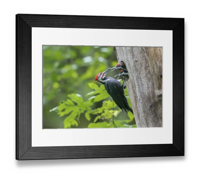Framed Print : USA. Washington State. Male Pileated Woodpecker (Dryocopus pileatus) feeds begging Framed Print : USA. Washington State. Male Pileated Woodpecker (Dryocopus pileatus) feeds begging