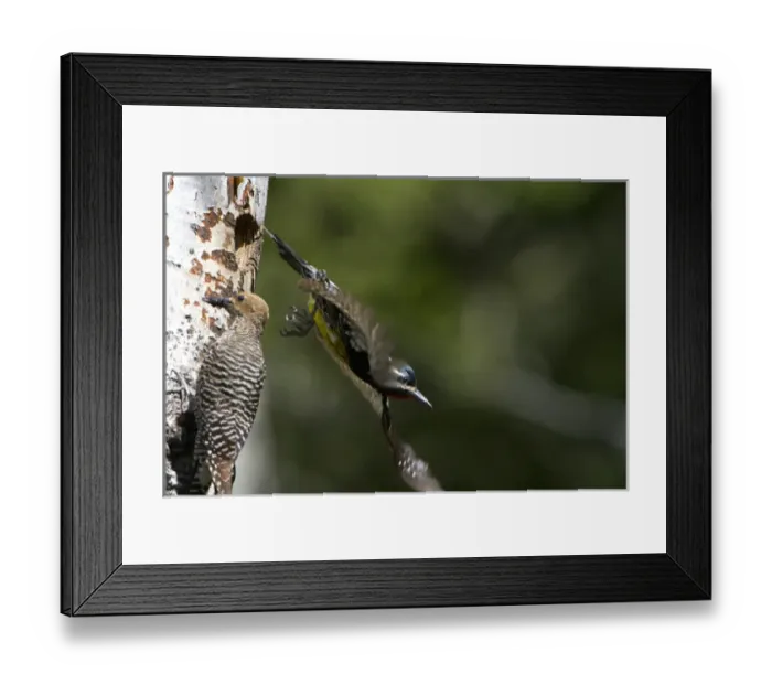 Framed Print : USA, Washington State. A male Williamsons Sapsucker (Sphyrapicus thyroideus) Framed Print : USA, Washington State. A male Williamsons Sapsucker (Sphyrapicus thyroideus)