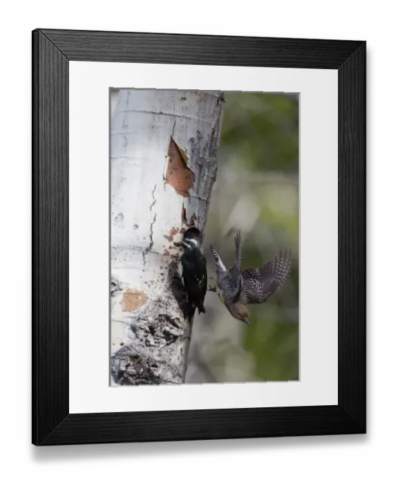Framed Print : USA, Washington State. A male Williamsons Sapsucker (Sphyrapicus thyroideus) Framed Print : USA, Washington State. A male Williamsons Sapsucker (Sphyrapicus thyroideus)