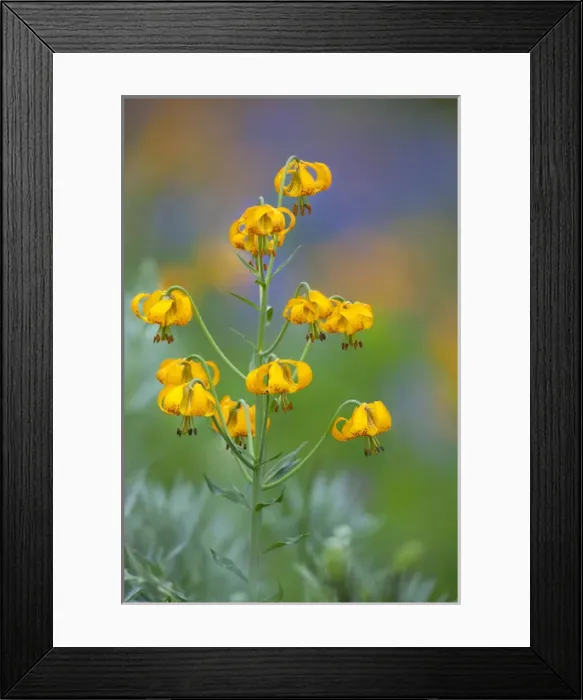 Framed Print : USA, Washington State, Olympic National Park Framed Print : USA, Washington State, Olympic National Park