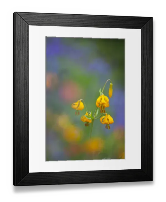 Framed Print : USA, Washington State, Olympic National Park Framed Print : USA, Washington State, Olympic National Park