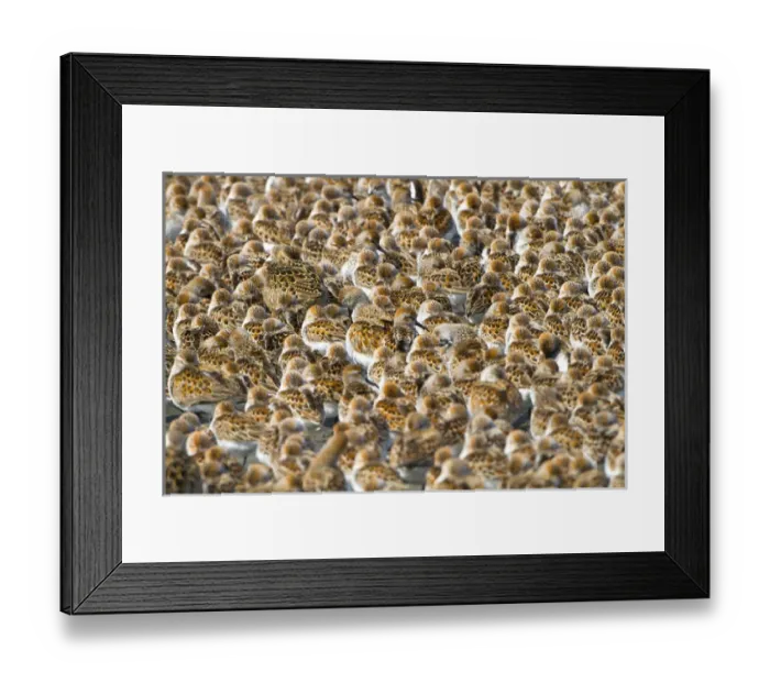 Framed Print : USA, Washington State. An pattern of shorebirds, mostly western sandpiper and a few dunlin
