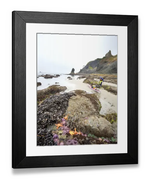 Framed Print : USA, Washington state, Olympic National Park. Packing a sea kayak on beach near Ochre sea stars