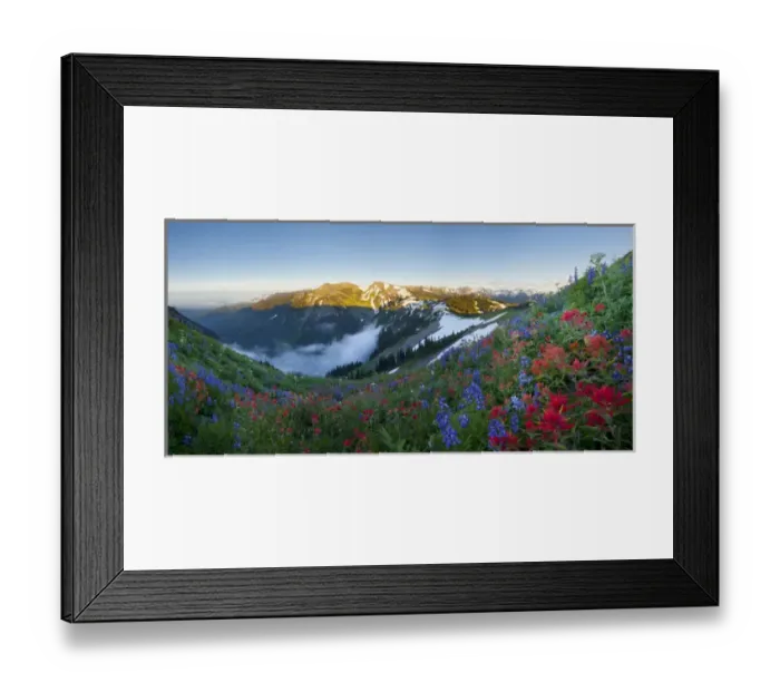 Framed Print : USA. Washington state. A profusion of Indian (scarlet) Paintbrush (Castilleja miniata) and Lupine