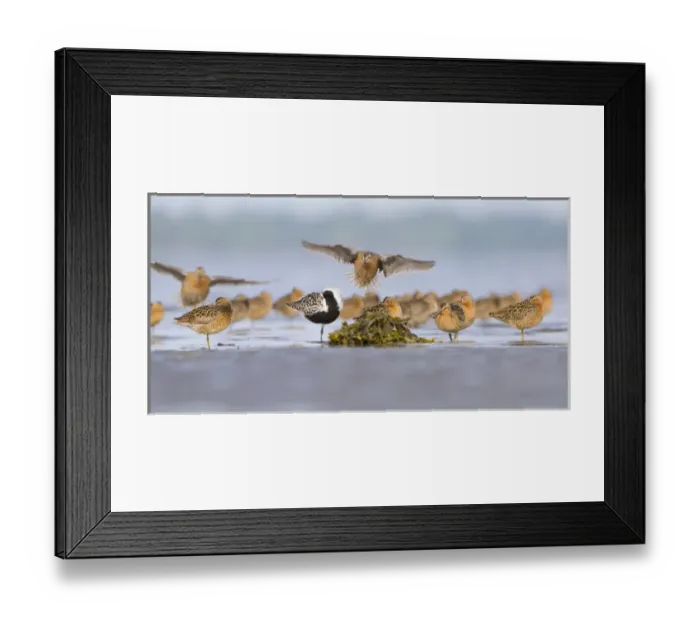 Framed Print : USA, Washington State. Shorebirds including Black-bellied Plover (Pluvialis squatarola) Framed Print : USA, Washington State. Shorebirds including Black-bellied Plover (Pluvialis squatarola)