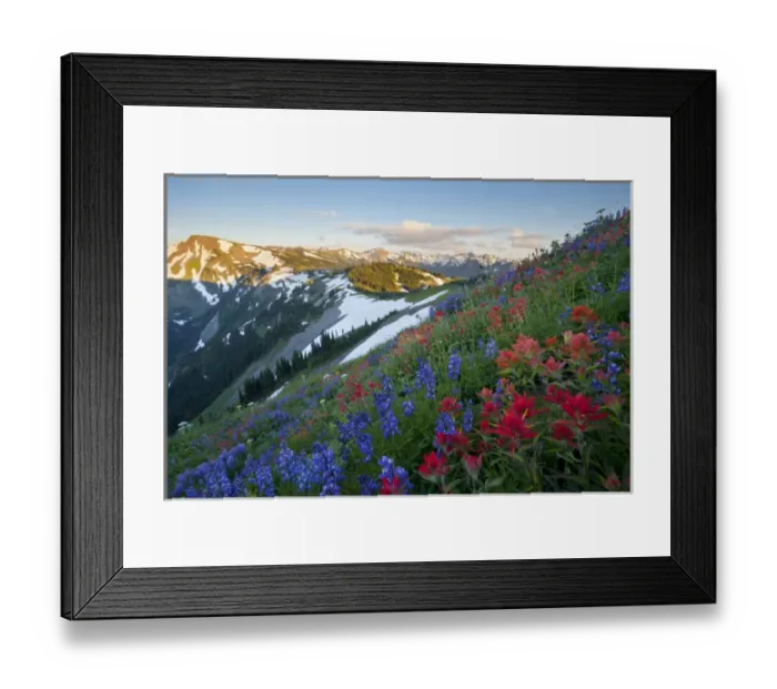Framed Print : USA. Washington state. A profusion of Indian (Scarlet) Paintbrush (Castilleja miniata) and Lupine
