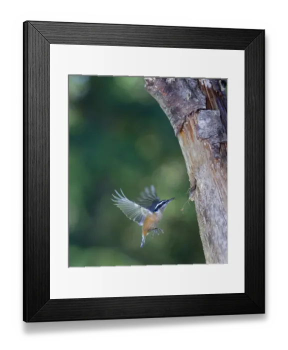 Framed Print : USA, Washington State. A Red-brested Nuthatch (Sitta canadensis) approaches nest Framed Print : USA, Washington State. A Red-brested Nuthatch (Sitta canadensis) approaches nest