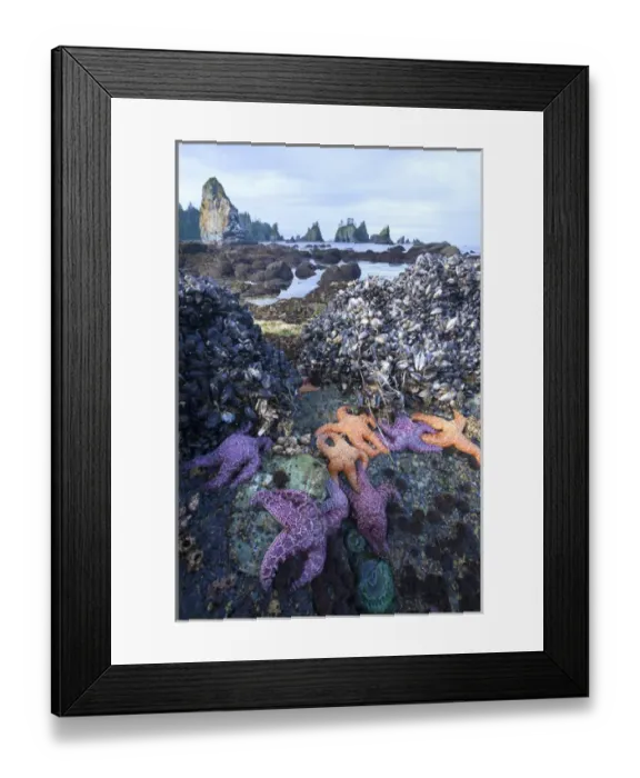 Framed Print : USA, Washington state, Olympic National Park