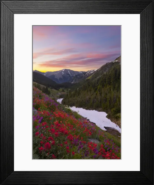 Framed Print : USA. Washington state, Olympic National Park. Indian (Scarlet) Paintbrush (Castilleja miniata)