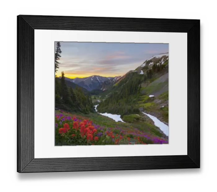 Framed Print : USA. Washington state, Olympic National Park. Indian (Scarlet) Paintbrush (Castilleja miniata)