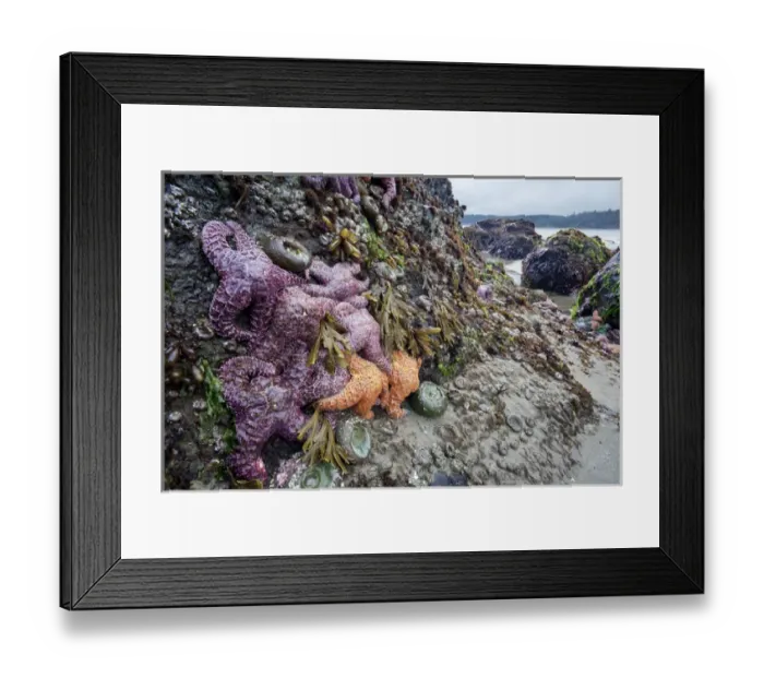 Framed Print : USA, Washington state, Olympic National Park Framed Print : USA, Washington state, Olympic National Park