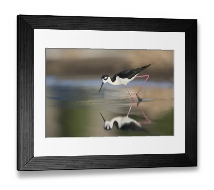 Framed Print : USA. Washington State. Adult Black-necked Stilt (Himantopus mexicanus) forages along Framed Print : USA. Washington State. Adult Black-necked Stilt (Himantopus mexicanus) forages along