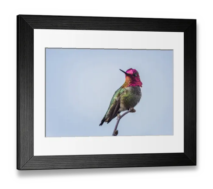 Framed Print : USA. Washington State. Adult male Annas Hummingbird (Calypte anna) flashes his