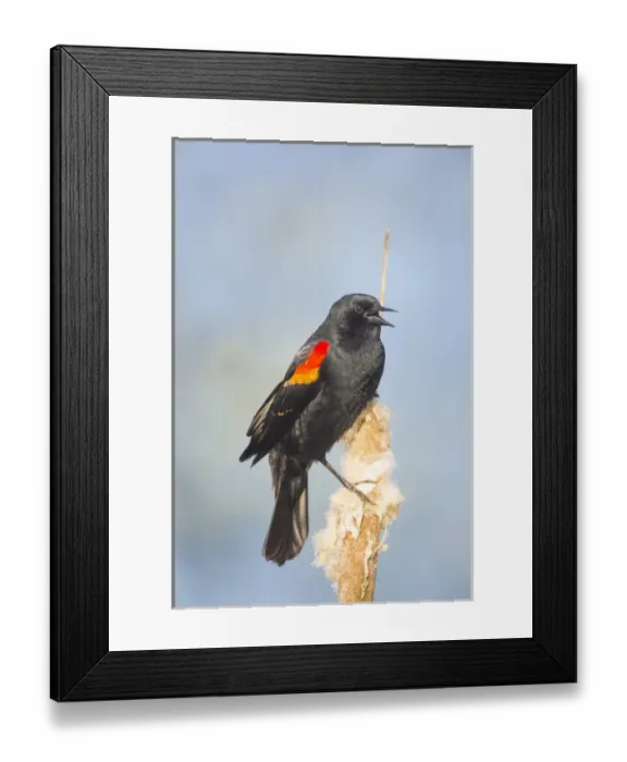 Framed Print : USA. Washington State. Adult male Red-winged Blackbird (Agelaius phoeniceus) sings Framed Print : USA. Washington State. Adult male Red-winged Blackbird (Agelaius phoeniceus) sings