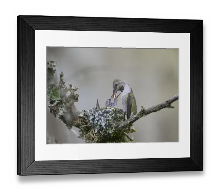 Framed Print : USA. Washington State. Adult female Annas Hummingbird (Calypte anna) at cup Framed Print : USA. Washington State. Adult female Annas Hummingbird (Calypte anna) at cup