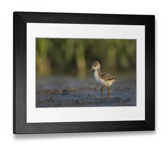 Framed Print : USA. Washington State. Black-necked Stilt (Himantopus mexicanus) chick forages along Framed Print : USA. Washington State. Black-necked Stilt (Himantopus mexicanus) chick forages along