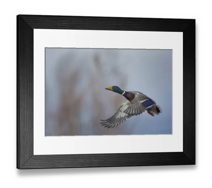 Framed Print : USA. Washington State. Male Mallard (Anas platyrhynchos) in flight