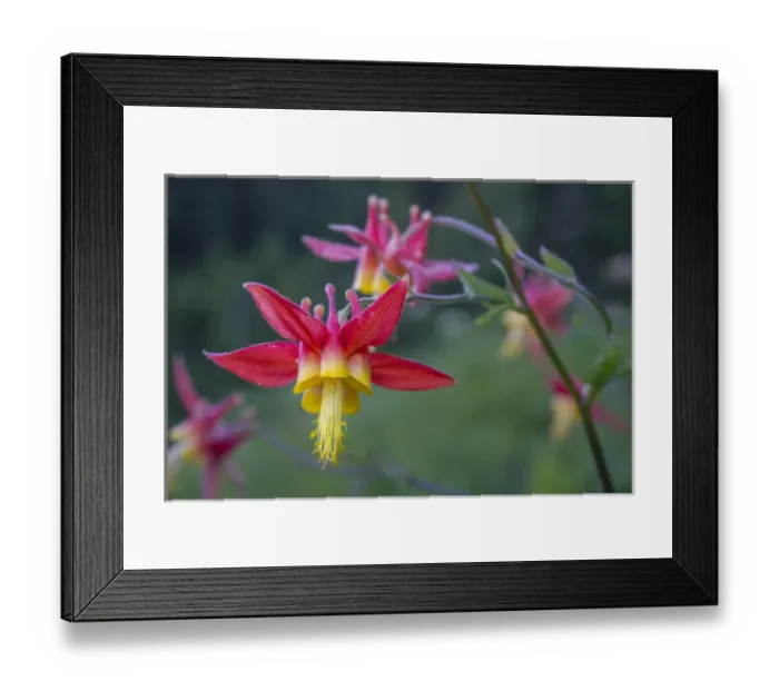 Framed Print : USA. Washington State. Crimson (Red) Columbine (Aquilegia formosa) blooming in Mt