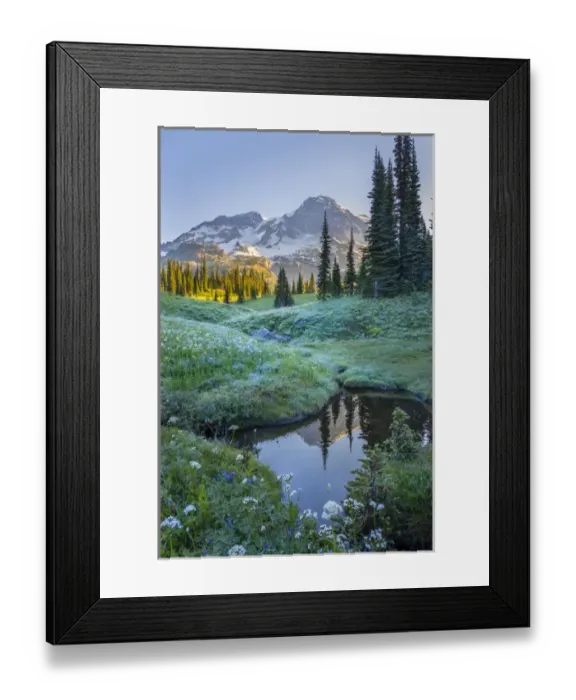 Framed Print : USA. Washington State. Mt. Rainier reflected in tarn amid wildflowers at Indian Henry s
