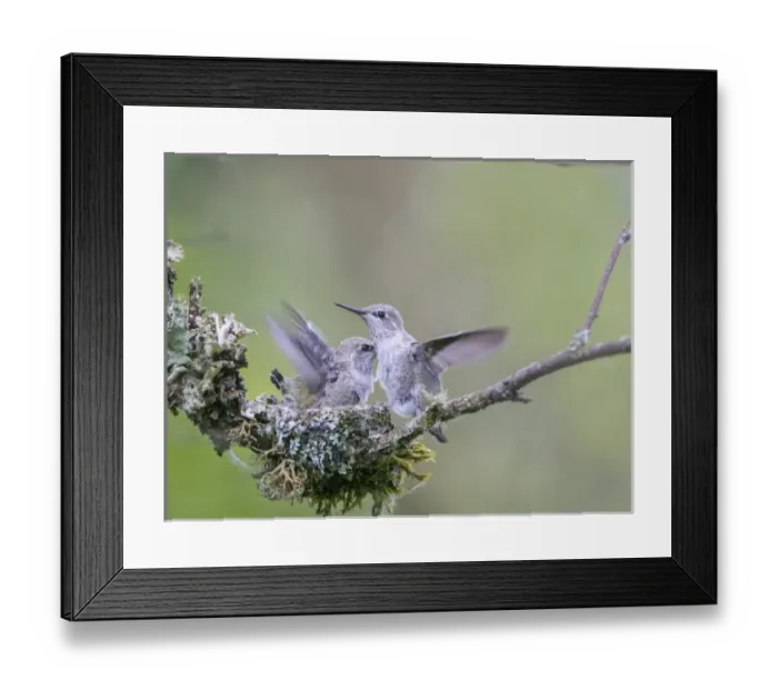Framed Print : USA. Washington State. Annas Hummingbird (Calypte anna) young at nest flap their wings Framed Print : USA. Washington State. Annas Hummingbird (Calypte anna) young at nest flap their wings