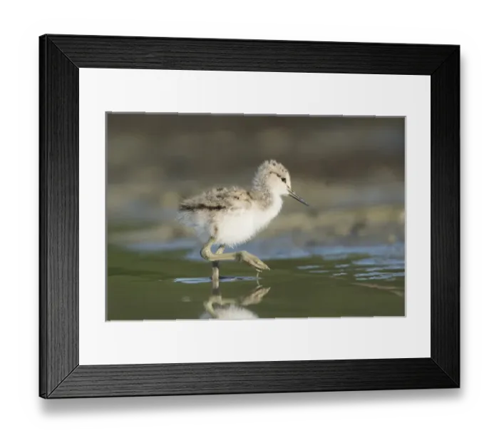 Framed Print : USA. Washington State. American Avocet (Recurvirostra americana) chick forages along Framed Print : USA. Washington State. American Avocet (Recurvirostra americana) chick forages along