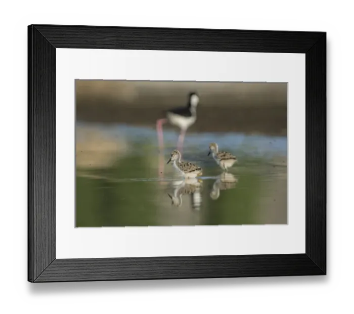 Framed Print : USA. Washington State. A pair of Black-necked Stilt (Himantopus mexicanus) chicks