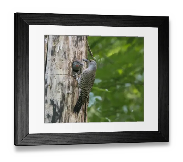 Framed Print : USA. Washington State. Adult female Northern Flicker (Colaptes auratus) feeds a male Framed Print : USA. Washington State. Adult female Northern Flicker (Colaptes auratus) feeds a male