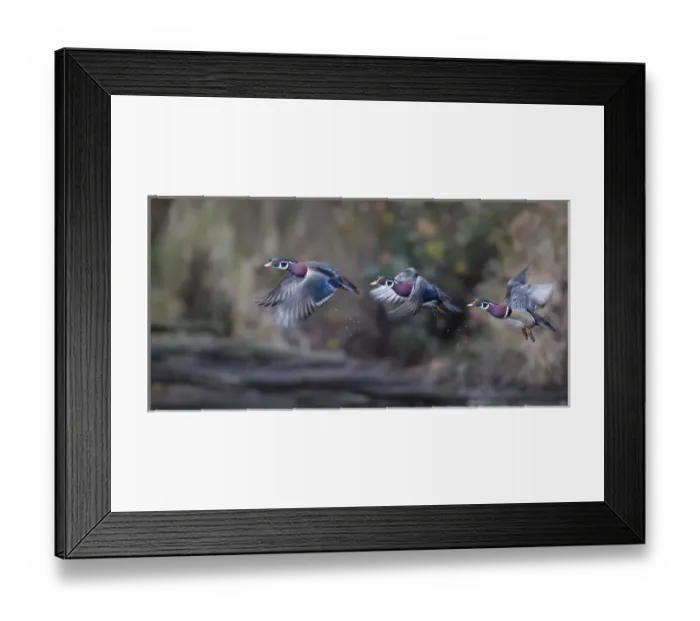 Framed Print : USA. Washington State. Sequence flight of an adult male Wood Duck (Aix sponsa) over a marsh Framed Print : USA. Washington State. Sequence flight of an adult male Wood Duck (Aix sponsa) over a marsh