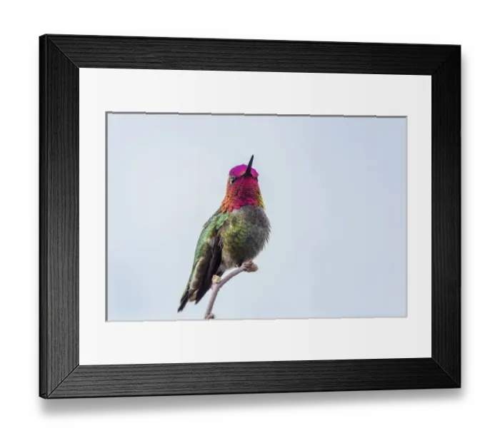 Framed Print : USA. Washington State. Adult male Annas Hummingbird (Calypte anna) flashes his Framed Print : USA. Washington State. Adult male Annas Hummingbird (Calypte anna) flashes his