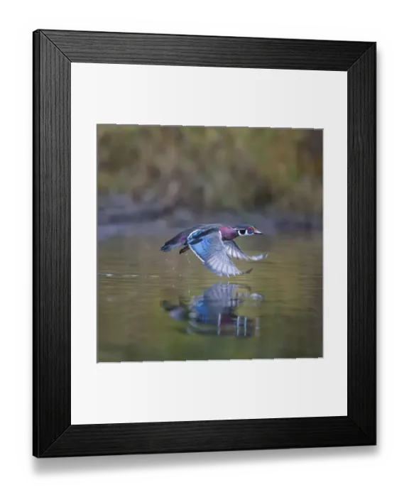 Framed Print : USA. Washington State. Adult male Wood Duck (Aix sponsa) flies over a marsh Framed Print : USA. Washington State. Adult male Wood Duck (Aix sponsa) flies over a marsh